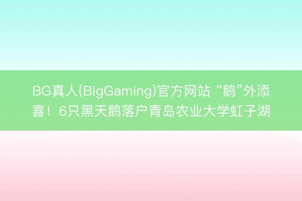 BG真人(BigGaming)官方网站 “鹅”外添喜！6只黑天鹅落户青岛农业大学虹子湖