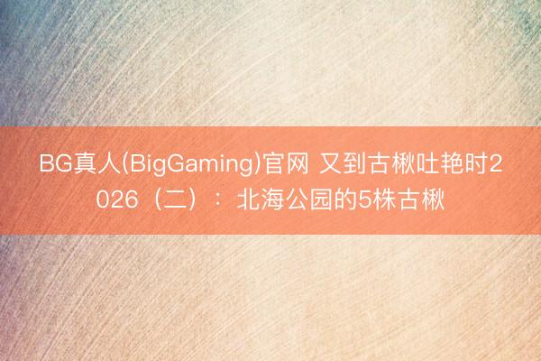 BG真人(BigGaming)官网 又到古楸吐艳时2026（二）：北海公园的5株古楸